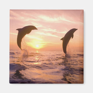 Flaschenose Delphine Tursiops truncatus Magnet