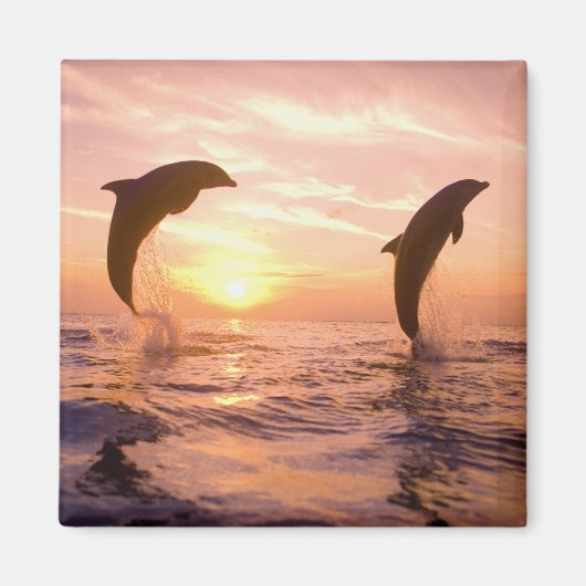 Flaschenose Delphine Tursiops truncatus Magnet (Vorne)