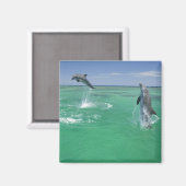 Flaschenose Delphine Tursiops truncatus Magnet (Vorderseite/Rückseite)