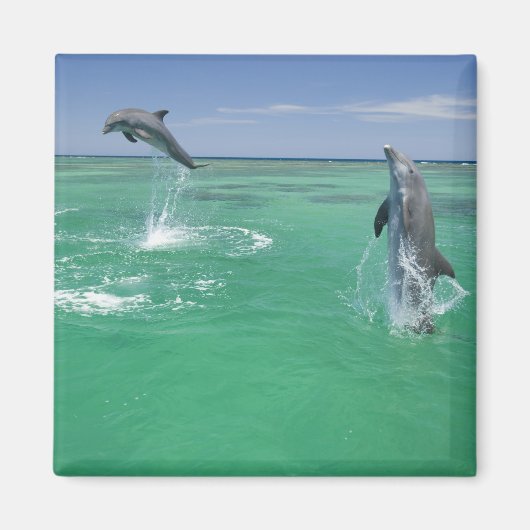 Flaschenose Delphine Tursiops truncatus Magnet (Vorne)