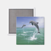 Flaschenose Delphine Tursiops truncatus Magnet (Vorderseite/Rückseite)