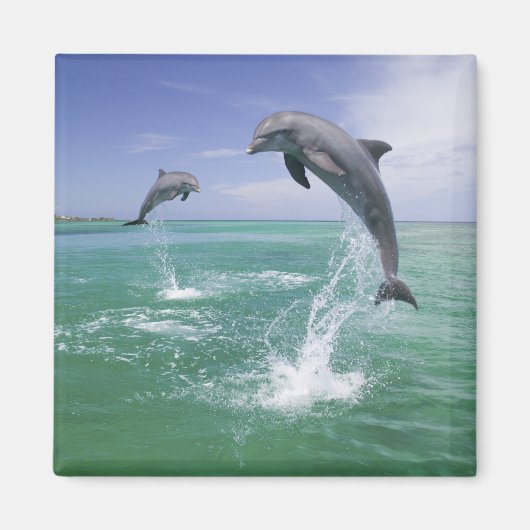 Flaschenose Delphine Tursiops truncatus Magnet (Vorne)