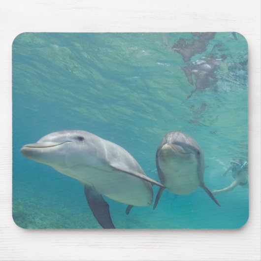 Flaschenose Delphine Tursiops truncatus Mousepad (Vorne)