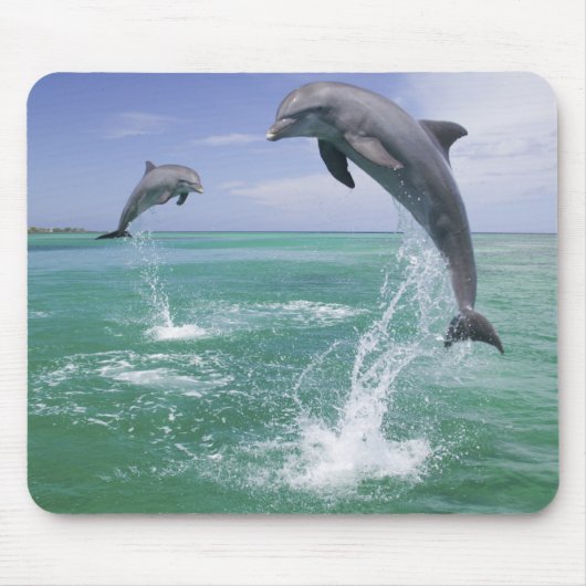 Flaschenose Delphine Tursiops truncatus Mousepad (Vorne)