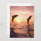 Flaschenose Delphine Tursiops truncatus Postkarte (Vorne/Hinten)