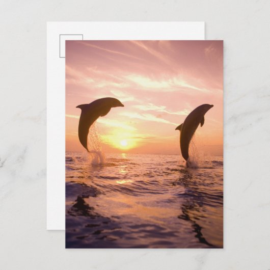 Flaschenose Delphine Tursiops truncatus Postkarte (Vorne/Hinten)