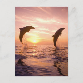 Flaschenose Delphine Tursiops truncatus Postkarte