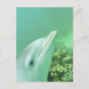 Flaschenose Delphine Tursiops truncatus Postkarte