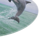 Flaschenose Delphine Tursiops truncatus Schneidebrett (Ecke)