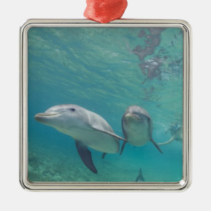 Flaschenose Delphine Tursiops truncatus Silbernes Ornament