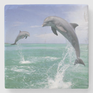 Flaschenose Delphine Tursiops truncatus Steinuntersetzer