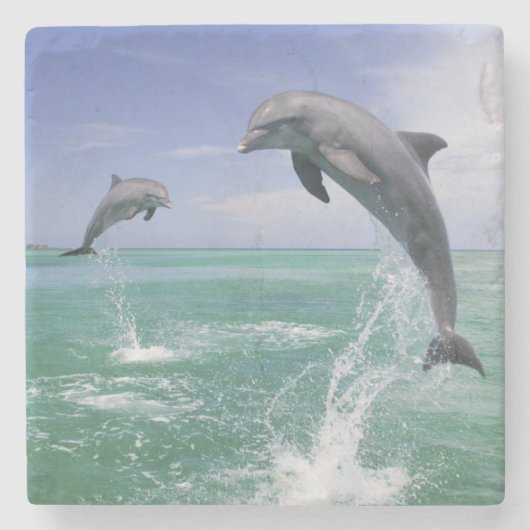 Flaschenose Delphine Tursiops truncatus Steinuntersetzer (Vorderseite)