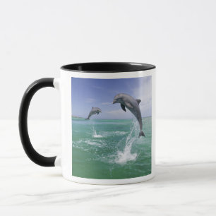 Flaschenose Delphine Tursiops truncatus Tasse