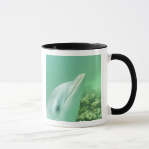 Flaschenose Delphine Tursiops truncatus Tasse