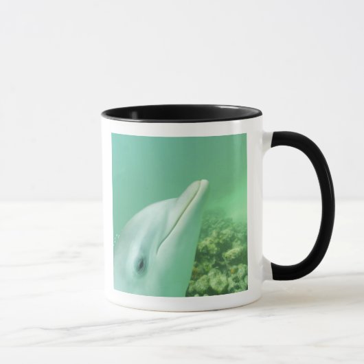 Flaschenose Delphine Tursiops truncatus Tasse (Rechts)