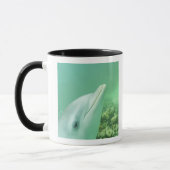 Flaschenose Delphine Tursiops truncatus Tasse (Links)