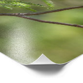 Flashy Male Vermillion Flycatcher-Vogel Fotodruck (Ecke)