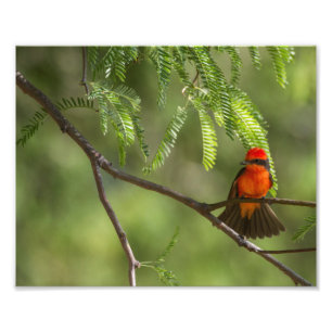 Flashy Male Vermillion Flycatcher-Vogel Fotodruck