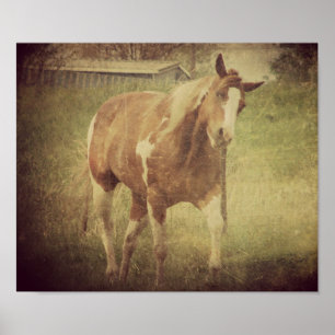 Flashy schüttelt den Kopf Poster