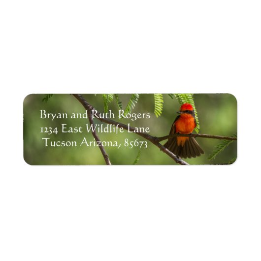 Flashy Vermillion Flycatcher (Vorne)