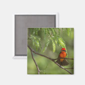 Flashy Vermillion Flycatcher Magnet (Vorderseite/Rückseite)