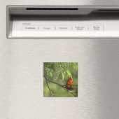 Flashy Vermillion Flycatcher Magnet (In Situ (Geschirrspüler))