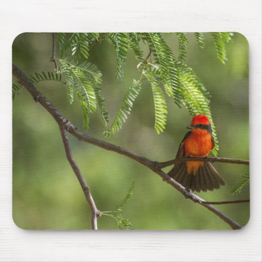 Flashy Vermillion Flycatcher Mousepad (Vorne)