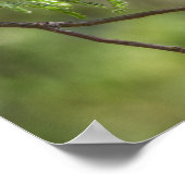 Flashy Vermillion Flycatcher Poster (Ecke)