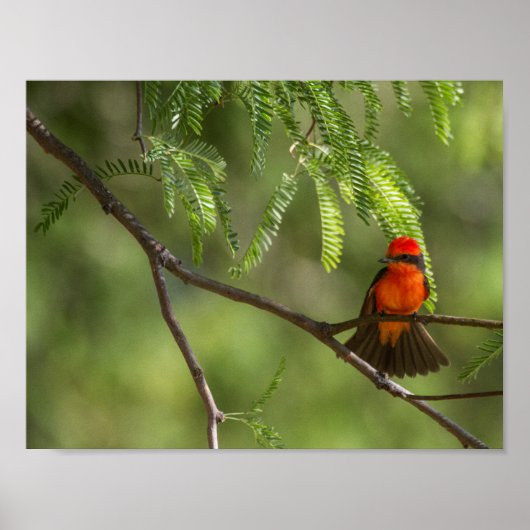 Flashy Vermillion Flycatcher Poster (Vorne)