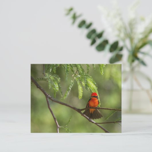 Flashy Vermillion Flycatcher Postkarte (Stehend Vorderseite)