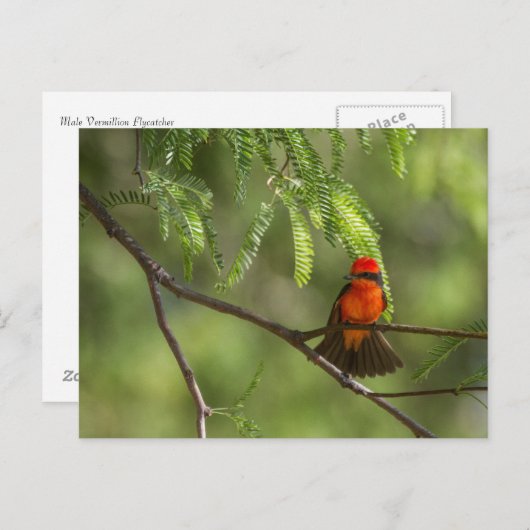 Flashy Vermillion Flycatcher Postkarte (Vorne/Hinten)