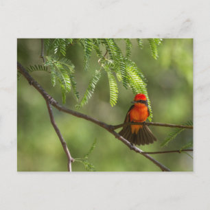 Flashy Vermillion Flycatcher Postkarte