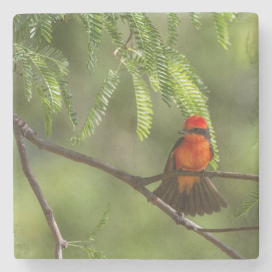 Flashy Vermillion Flycatcher Steinuntersetzer (Vorderseite)