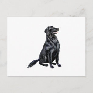 Flat Coated Retriever (B) Postkarte