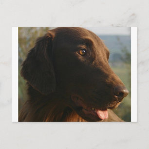 Flat_coated_retriever nah up.pnng postkarte