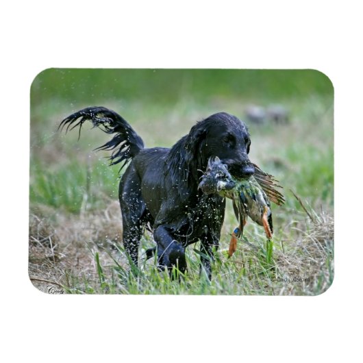 Flatcoated Retriever mit Entenmagnet Magnet (Horizontal)