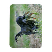 Flatcoated Retriever mit Entenmagnet Magnet (Vertikal)