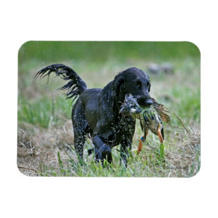 Flatcoated Retriever mit Entenmagneten Magnet