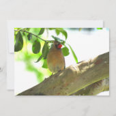 Flaterkarte "Backyard Bird Kardinal" (Vorderseite)