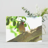 Flaterkarte "Backyard Bird Kardinal" (Stehend Vorderseite)