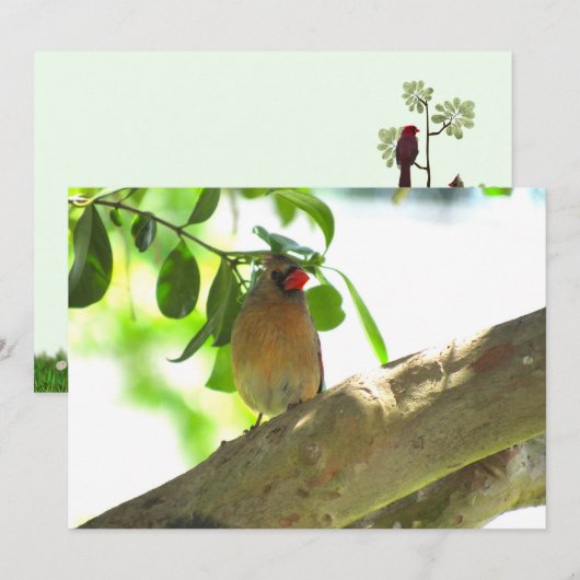 Flaterkarte "Backyard Bird Kardinal" (Vorne/Hinten)