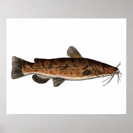 Flathead Catfish Poster