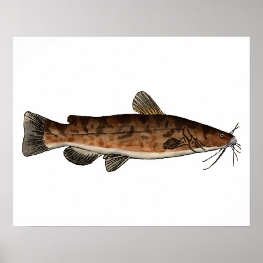 Flathead Catfish Poster (Vorne)