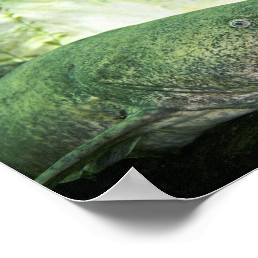 Flathead CatFish Poster (Ecke)