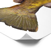 Flathead Catfish Poster (Ecke)