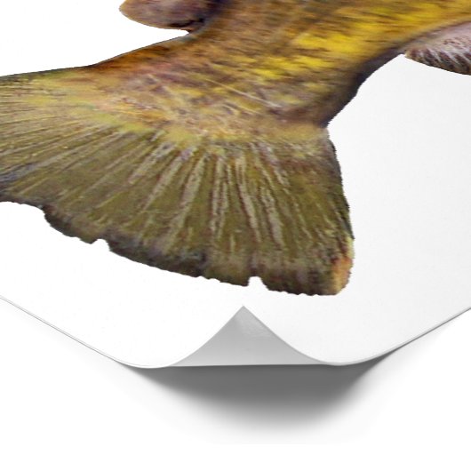 Flathead Catfish Poster (Ecke)