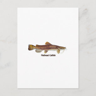 Flathead Catfish Postkarte