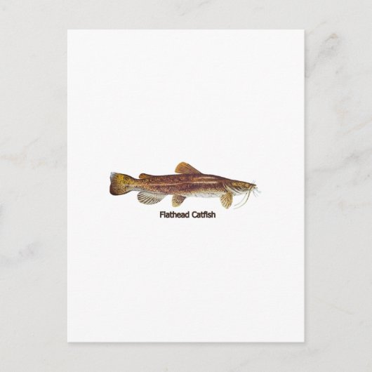 Flathead Catfish Postkarte (Vorderseite)