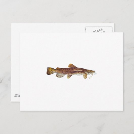 Flathead Catfish Postkarte (Vorne/Hinten)