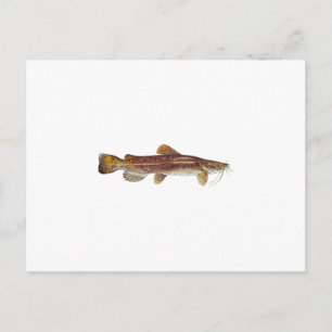 Flathead Catfish Postkarte